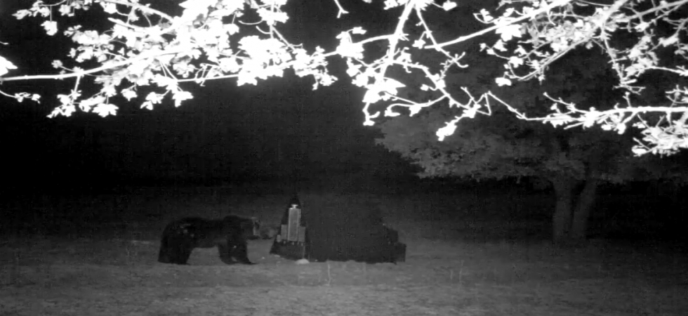 In Trentino predazioni su galline, in Abruzzo da 3 anni i “pollai anti-orso” li paga il Parco: “Consegnate già 166 strutture